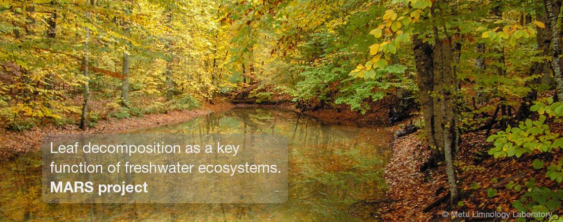 Leaf decomposition as a key function of freshwater ecosystems